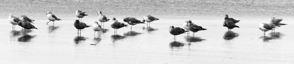 Flock #4 - Art Print