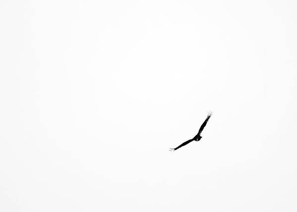 Thermals - Art Print