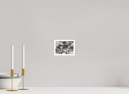 5.6 x 4″, Fine Art Print on Smooth Paper Kelpies