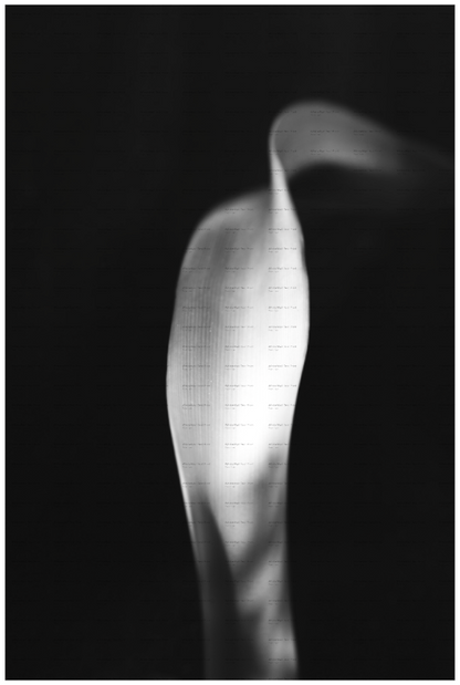 Main image Lily