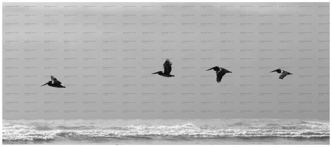 Main image Follow the Leader