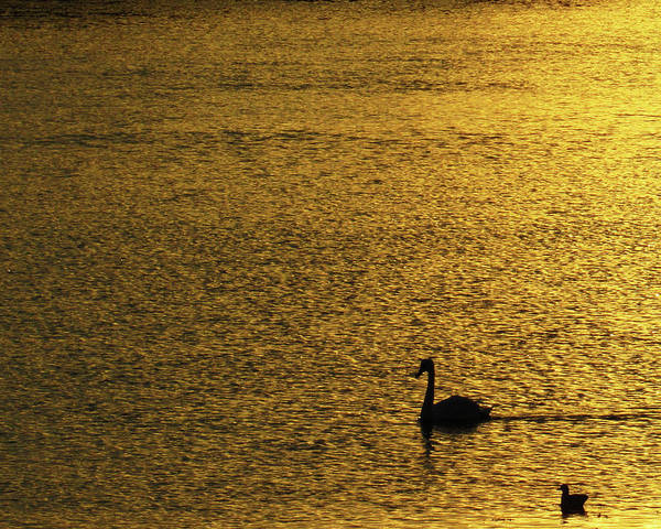 On Golden Pond - Art Print