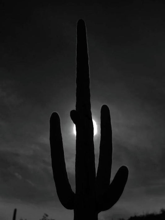 Saguaro - Art Print